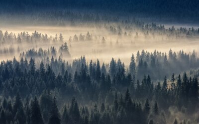 Forêt enveloppée d'un brouillard jaunâtre