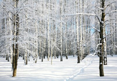 Forêt hivernale de bouleaux