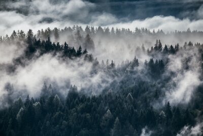 Forêt immergée dans les nuages