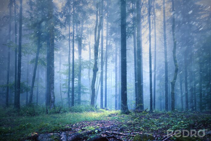 Tableau  Forêt mystérieuse