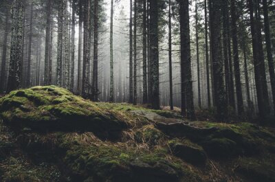 forêt sauvage de paysage avec des arbres de pin et de mousse sur les rochers