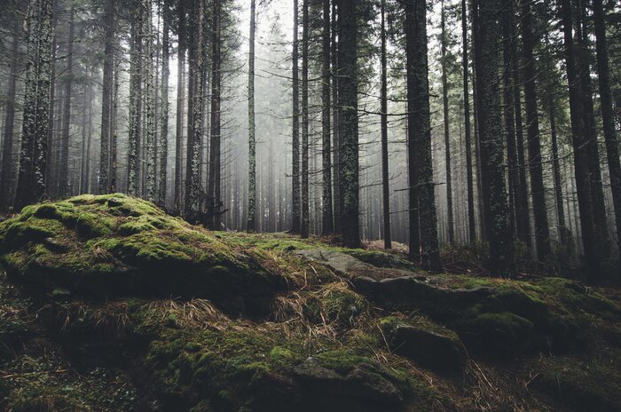 Tableau  Forêt sauvage de paysage avec des arbres de pin et de mousse sur les rochers