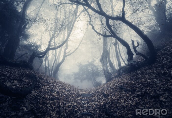 Tableau  Forêt sombre 3d