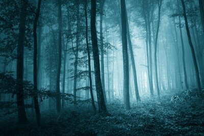 Forêt sombre au crépuscule