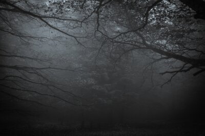 Tableau  forêt sombre dans le brouillard