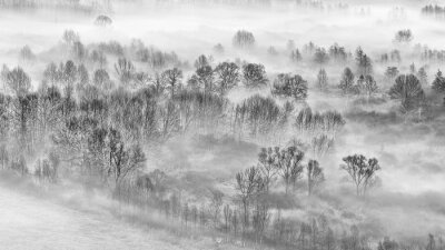 Tableau  forêt sombre dans le brouillard