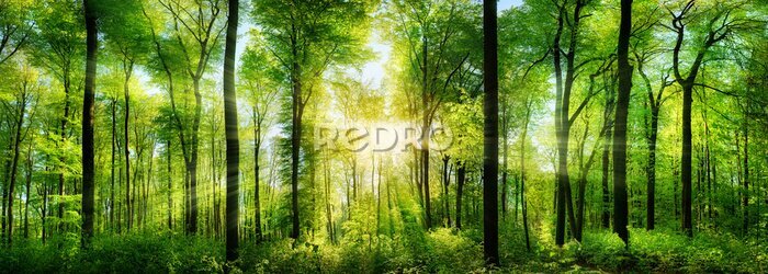 Tableau  Forêt sur fond de soleil