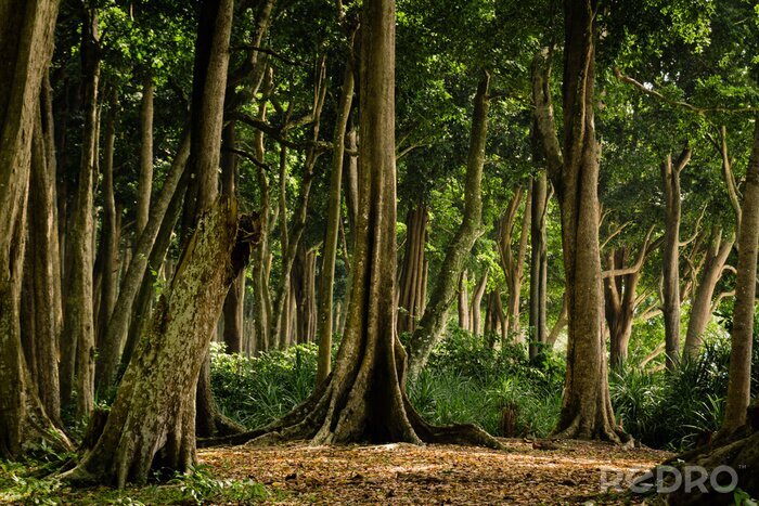 Tableau  forêt tropicale