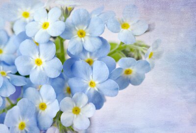 Tableau  Forget me not