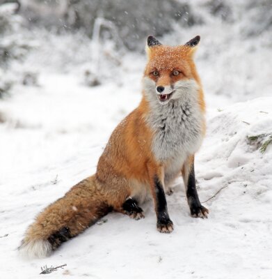 Tableau  Fox dans la forêt à Hautes Tatras, en Slovaquie