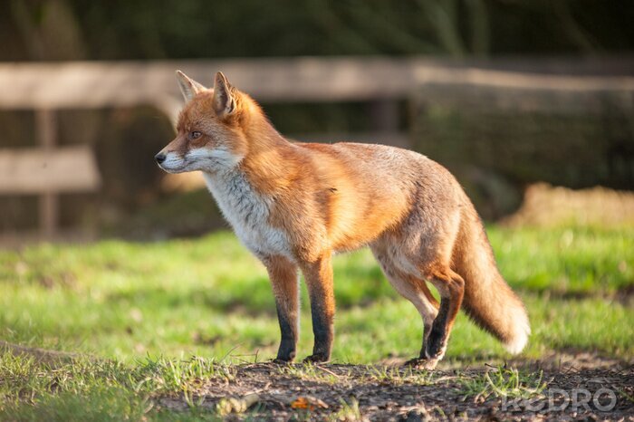 Tableau  Fox dans le parc ouvert