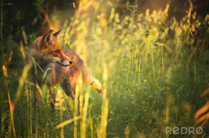 Tableau  Fox sur la forêt de l'été