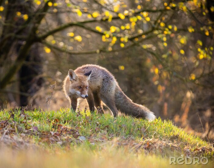Tableau  Fox (Vulpes vulpes) en europe forêt