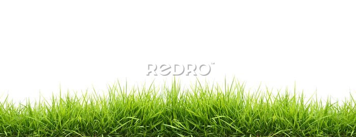 Tableau  Frais herbe verte du printemps