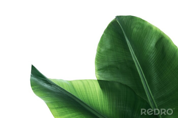 Tableau  Fresh green banana leaves on white background, top view. Tropical foliage