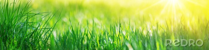 Tableau  Fresh green grass background with sunlight