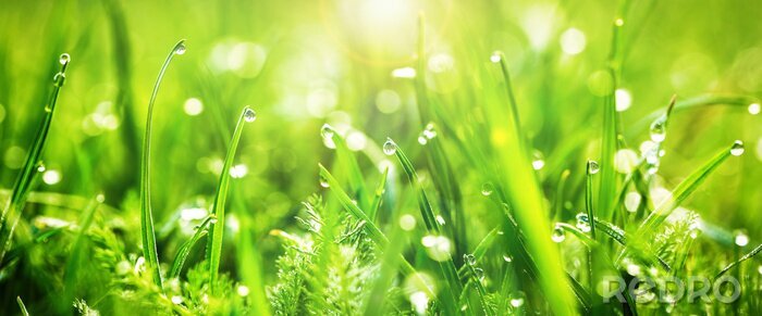 Tableau  Fresh juicy young grass in droplets of morning dew, spring on a nature macro. Drops of water on the grass, natural wallpaper, panoramic view, soft focus. 