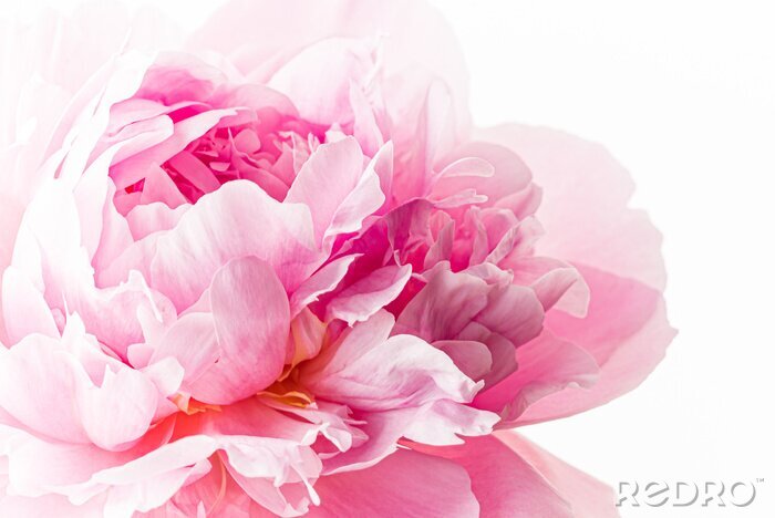 Tableau  fresh peony flower on the white background