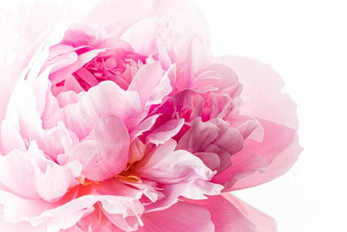 Tableau  fresh peony flower on the white background