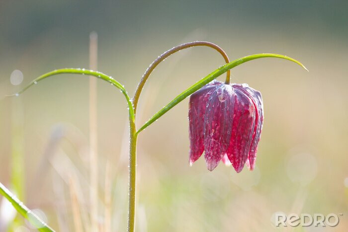 Tableau  Fritillaire de Snake (Fritillaria meleagris
