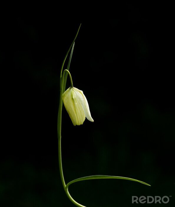 Tableau  Fritillaire de White Snake