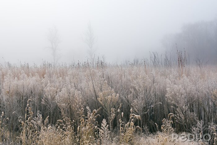 Tableau  Frosted, Autumn Tall Grass Prairie in Fog, Fort Custer State Park
