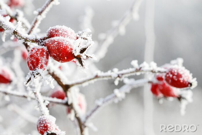 Tableau  Frosted red rose hips in the garden