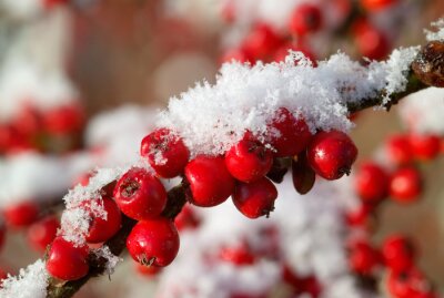 Tableau  Fruits rouges sous la neige