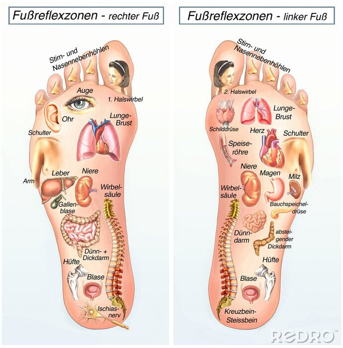 Tableau  Fußreflexzonen.Rechter Fuss-linker Fuß