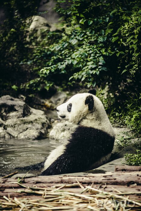 Tableau  Géant, panda, reposer, eau