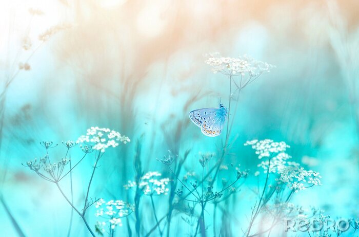 Tableau  Gentle natural background in pastel colors with a soft focus of blue and beige shades. Flowering plant white umbellate inflorescences of wild meadow grass and butterfly in spring in nature macro.