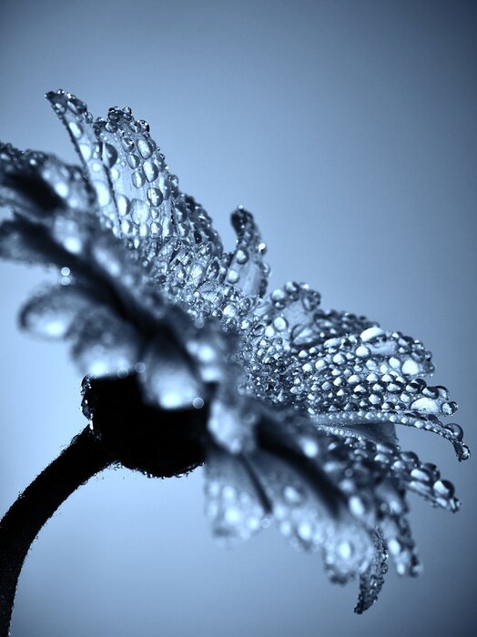 Tableau  Gerbera et gouttes de rosée