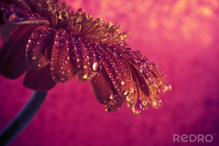 Tableau  Gerbera rubis et rosée