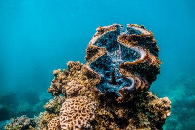 Tableau  Giant clam resting among colorful coral reef