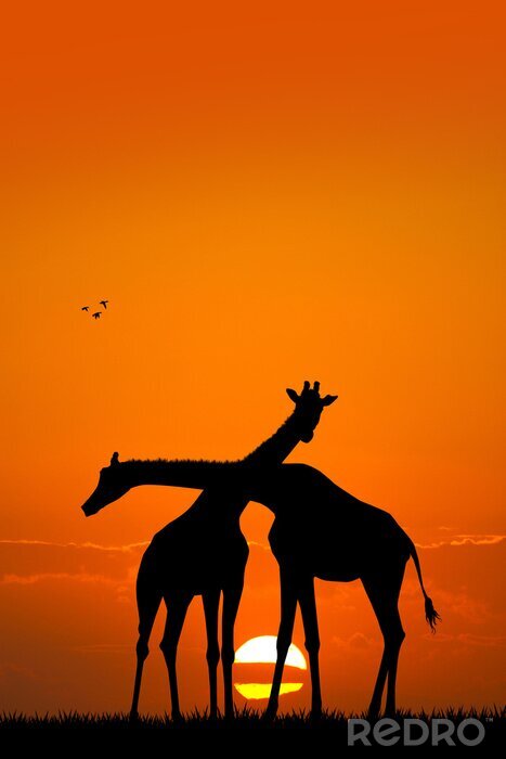 Tableau  Girafe couple au coucher du soleil