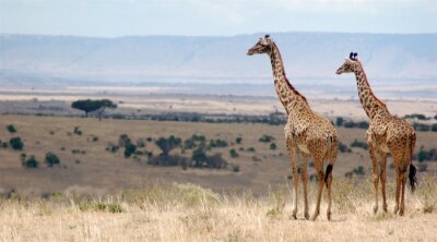 Tableau  Girafe dans la savane