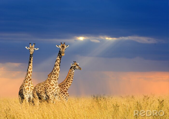 Tableau  Girafe dans le parc national du Kenya