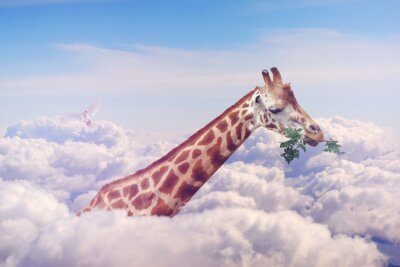 Tableau  Girafe dans les nuages