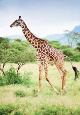 Tableau  Girafe en Afrique