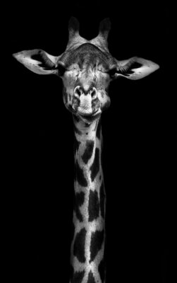 Girafe en noir et blanc