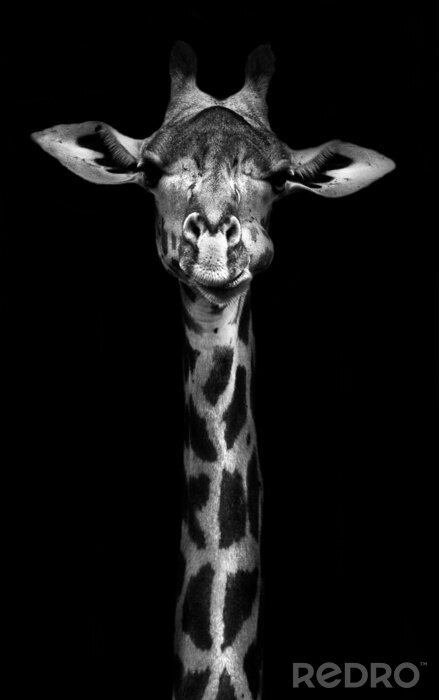 Tableau  Girafe en noir et blanc