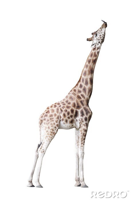 Tableau  Girafe isolé sur fond blanc