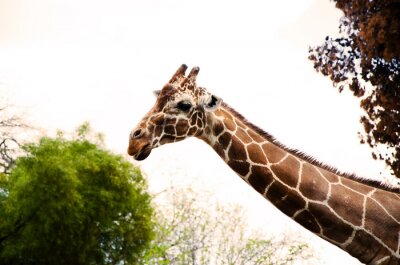 Tableau  Girafe mangeant des feuilles