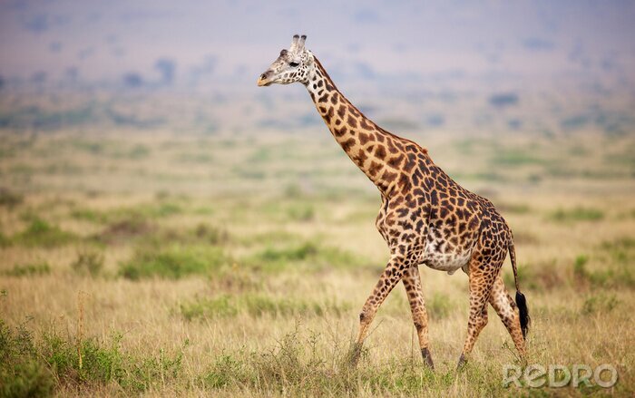 Tableau  Girafe marchant au Kenya