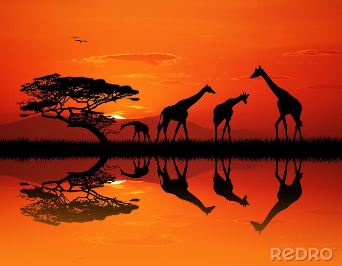 Tableau  Girafe, silhouette, africaine, paysage