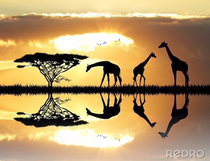 Tableau  Girafe, silhouette, Coucher soleil