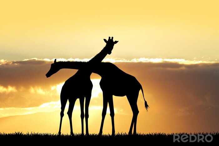 Tableau  Girafe, silhouette, Coucher soleil
