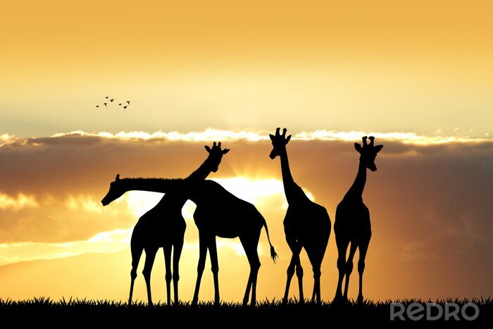 Tableau  Girafe, silhouette, Coucher soleil