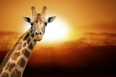 Tableau  Girafe sur fond de coucher de soleil