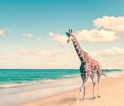 Tableau  Girafe sur la plage